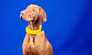Collar inteligente para perros de Invoxia